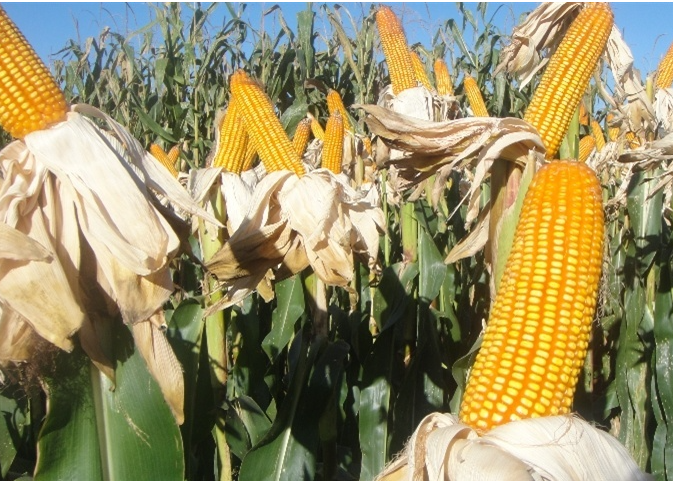 Imagem de compartilhamento para o artigo Pesquisa aponta que custos de produção do milho tendem para baixo da MS Todo dia